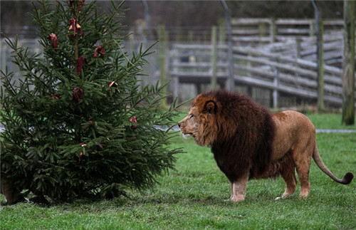 320名圣诞老人集体冲浪？八一八圣诞节奇闻趣事